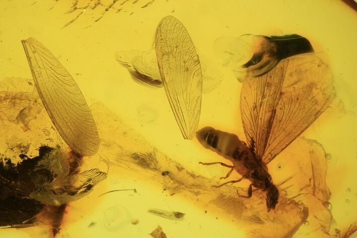 Detailed Fossil Termite (Isoptera) In Baltic Amber #87114